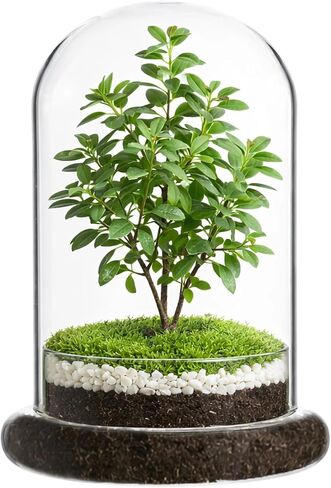 Glass Display Cloche Dome, 8.3 x 5.9 in Plant Terrarium Container with Base, Clear Glass Cover, Decorative Tabletop Display Case for Plants, Flowers, Collectibles & Keepsakes in Saudi Arabia