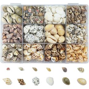 2000 PCS 12 Kinds of Tiny Sea Shells for Crafting,Small Seashells for Crafts Sea Shells for Decorating,Jewelry Making,Vase Filler,Candle Decor and DIY Fish Tank in Saudi Arabia