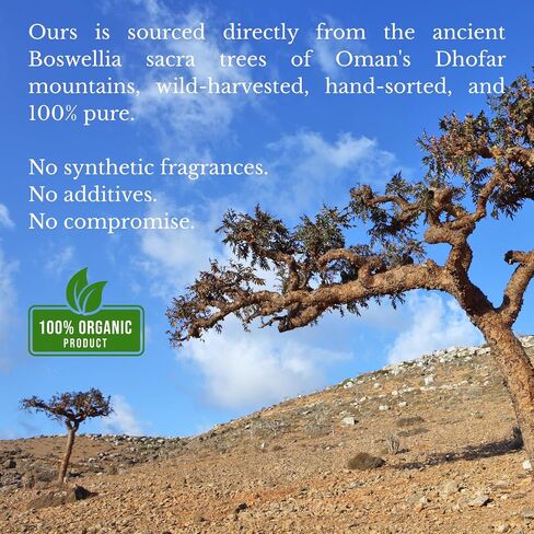 Premium Omani Frankincense Resin 50g | Authentic Hojari Boswellia Sacra Incense Resin | Wild-Harvested Frankincense Tears for Meditation, Aromatherapy & Spiritual Rituals in Kuwait