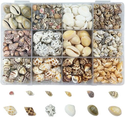 2000 PCS 12 Kinds of Tiny Sea Shells for Crafting,Small Seashells for Crafts Sea Shells for Decorating,Jewelry Making,Vase Filler,Candle Decor and DIY Fish Tank in Saudi Arabia