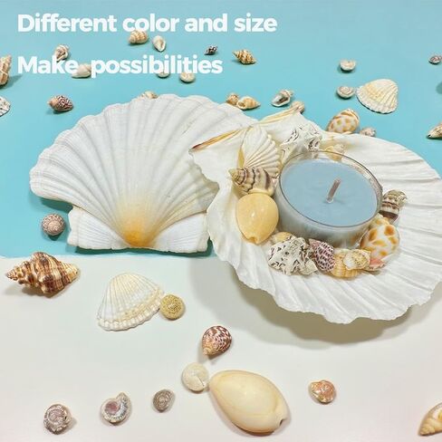 2000 PCS 12 Kinds of Tiny Sea Shells for Crafting,Small Seashells for Crafts Sea Shells for Decorating,Jewelry Making,Vase Filler,Candle Decor and DIY Fish Tank in Saudi Arabia