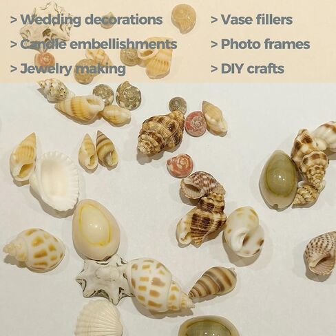 2000 PCS 12 Kinds of Tiny Sea Shells for Crafting,Small Seashells for Crafts Sea Shells for Decorating,Jewelry Making,Vase Filler,Candle Decor and DIY Fish Tank in Saudi Arabia