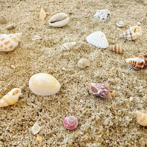 2000 PCS 12 Kinds of Tiny Sea Shells for Crafting,Small Seashells for Crafts Sea Shells for Decorating,Jewelry Making,Vase Filler,Candle Decor and DIY Fish Tank in Saudi Arabia