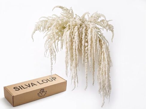 Silva Loup 12pcs Natural Dried Wisteria Hanging Flowers, 30" Preserved Amaranthus Cascading Vines, Real Dried Floral Stems for Wedding Arch, Bouquet, Wall Decor & Boho Home Decor in Saudi Arabia