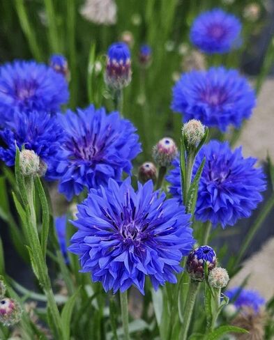 Pure Blue Cornflower Petals 10g/ 0.352oz, 100% Natural Centaurea Cyanus, Dried Herbal Flowers, for Tea Blends, Cupcakes, Lattes, Bath Products, Gifts, Crafts in Saudi Arabia