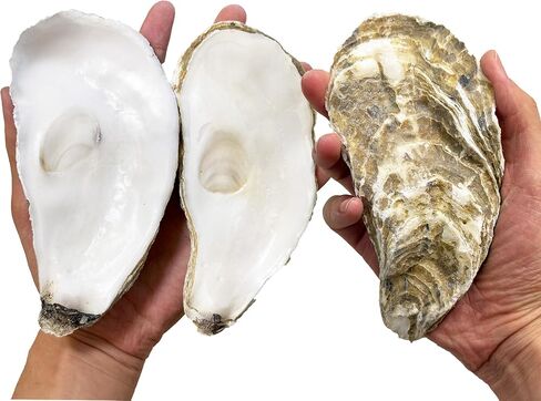 20 PCS Flat Oyster Shells for Crafts 4"-5" Flat Natural Oyster Shells Bulk for Home Decor Vase Filler-Sea Shells Handmade Arts and Crafts for Crafting Christmas Ornaments, DIY Painting in Saudi Arabia