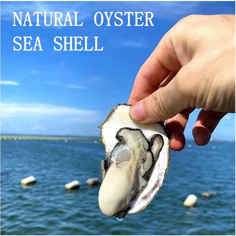 20 PCS Flat Oyster Shells for Crafts 4"-5" Flat Natural Oyster Shells Bulk for Home Decor Vase Filler-Sea Shells Handmade Arts and Crafts for Crafting Christmas Ornaments, DIY Painting in Saudi Arabia
