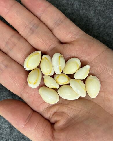 الوزن الصافي 3 أونصة تقريبًا. 150 قطعة من خاتم الذهب، صدف صغير لحفلات الزفاف على الشاطئ والحرف البحرية لملء حوض السمك، نظيف وخالي من الرمال in Kuwait