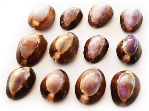 12 Purple Top Snakehead Cowrie Shells 1" Beach Crafts Coastal Decor Ocean Art - not drilled in Saudi Arabia