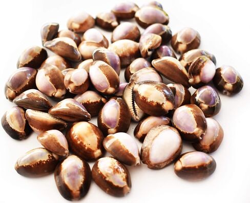 12 Purple Top Snakehead Cowrie Shells 1" Beach Crafts Coastal Decor Ocean Art - not drilled in Saudi Arabia