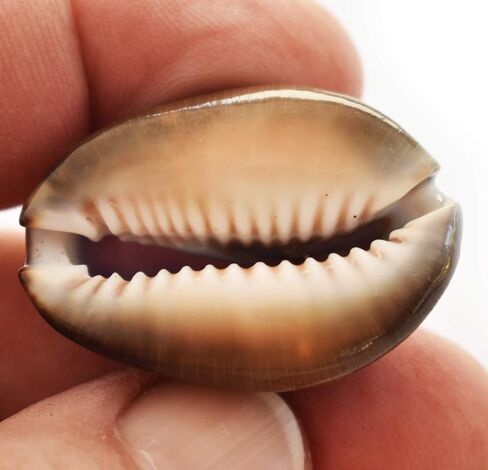 12 Purple Top Snakehead Cowrie Shells 1" Beach Crafts Coastal Decor Ocean Art - not drilled in Saudi Arabia