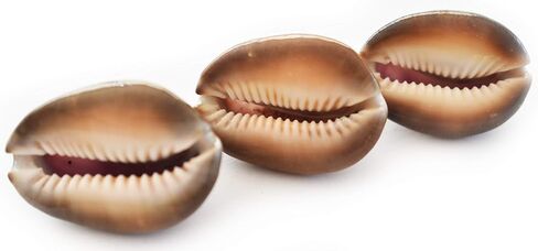 12 Purple Top Snakehead Cowrie Shells 1" Beach Crafts Coastal Decor Ocean Art - not drilled in Saudi Arabia