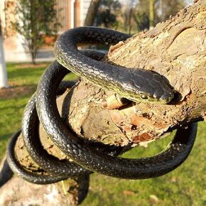 Lifelike Rubber Black Fake Snake Looks Like Real Gag Gift Prank Joke 52 Inch for Halloween Party,April Fool's Day,Scare Friends,Garden Decor