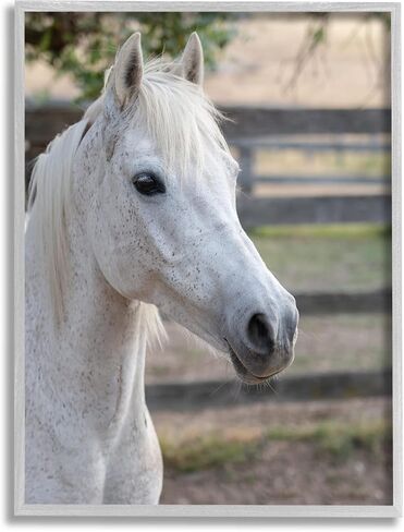 Stupell Industries Elegant White Spotted Horse Rural Country Farm Framed Wall Art, Design By Daphne Polselli in Saudi Arabia