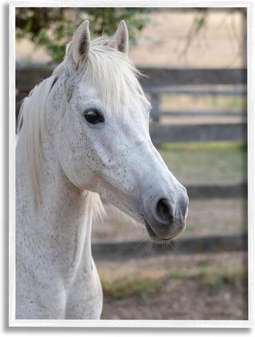 Stupell Industries Elegant White Spotted Horse Rural Country Farm Framed Wall Art, Design By Daphne Polselli in Saudi Arabia