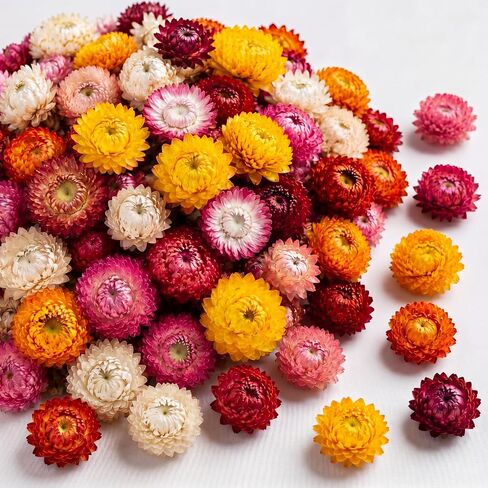 110+ Edible Dried Flowers Mixed Color Helichrysum Strawflower Colorful Natural Flowers for Cocktails Garnishing Cake Decoration Baking Cupcakes Decor Drink Tea Infusions DIY Craft (Pink) in Kuwait