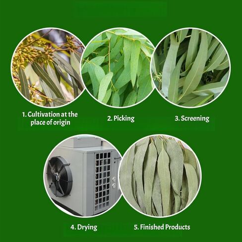 Dried Eucalyptus Leaves - 4oz (114g) Whole Leaf | Resealable Pouch | Botanical Ingredient for Aromatherapy & Tea Blends | Caffeine-Free Plant Material in Saudi Arabia