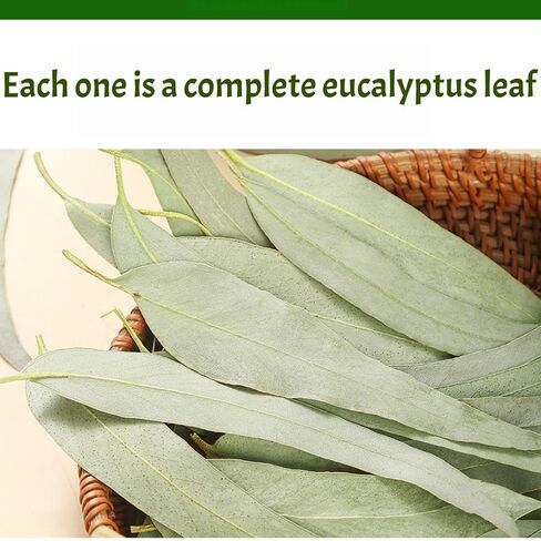 Dried Eucalyptus Leaves - 4oz (114g) Whole Leaf | Resealable Pouch | Botanical Ingredient for Aromatherapy & Tea Blends | Caffeine-Free Plant Material in Saudi Arabia