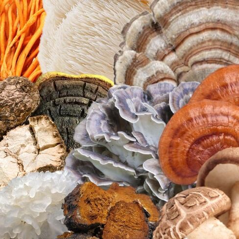 North Spore Organic 'Spectrum 10' High Potency Mushroom Capsules | Cognitive Supplement | Lion's Mane, Chaga, Cordyceps, Reishi, Turkey Tail | 10 Medicinal Mushrooms | Energy, Focus, Clarity - 60ct in Saudi Arabia