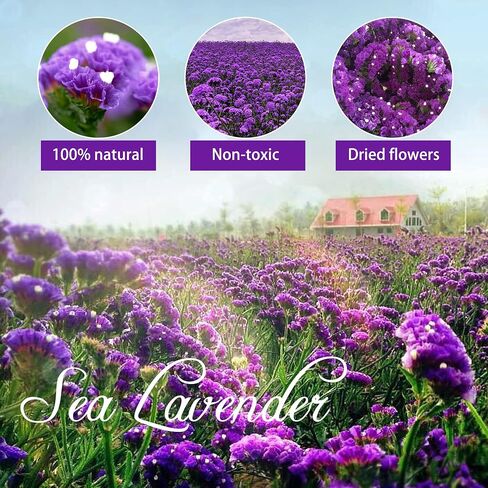 Dried Flowers Sea Lavender Bouquet - 12 inch Real Natural 1600+ Purple Statice Flowers, Dried Lavender Bundle for Arrangements, Home Decor, Wedding, DIY Party (Purple) in Saudi Arabia