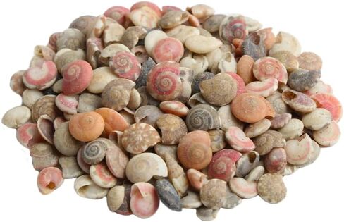 Opexicos 200Pcs Mini Spiral Seashell for Glass Bottle Beach Shell DIY Handmade Crafts Home Decoration Accessories 5-10 mm in Kuwait