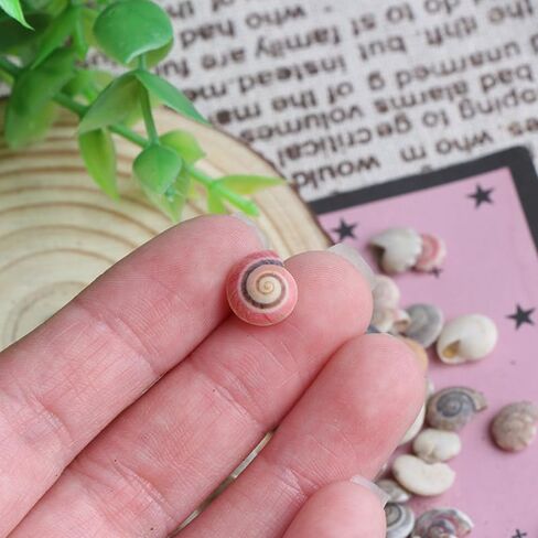 Opexicos 200Pcs Mini Spiral Seashell for Glass Bottle Beach Shell DIY Handmade Crafts Home Decoration Accessories 5-10 mm in Kuwait