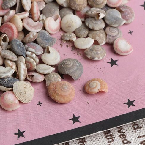 Opexicos 200Pcs Mini Spiral Seashell for Glass Bottle Beach Shell DIY Handmade Crafts Home Decoration Accessories 5-10 mm in Kuwait