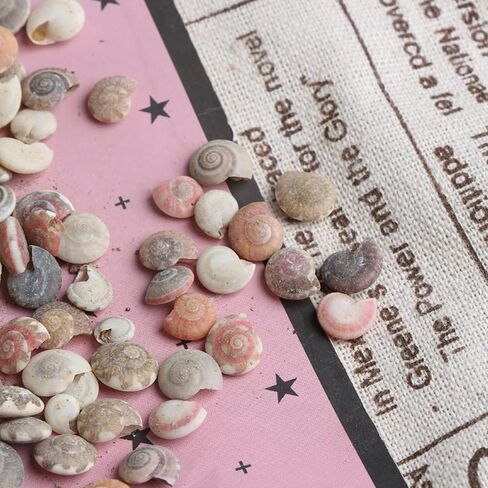 Opexicos 200Pcs Mini Spiral Seashell for Glass Bottle Beach Shell DIY Handmade Crafts Home Decoration Accessories 5-10 mm in Kuwait