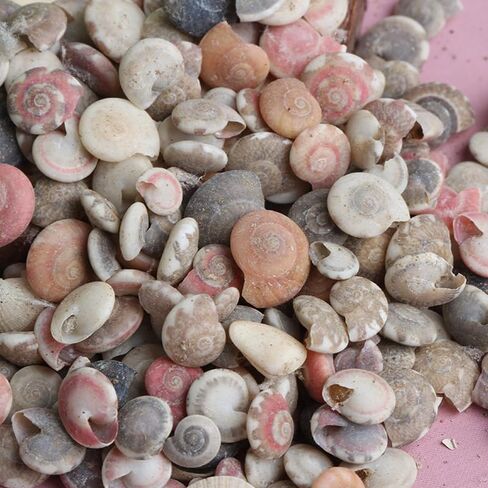 Opexicos 200Pcs Mini Spiral Seashell for Glass Bottle Beach Shell DIY Handmade Crafts Home Decoration Accessories 5-10 mm in Kuwait