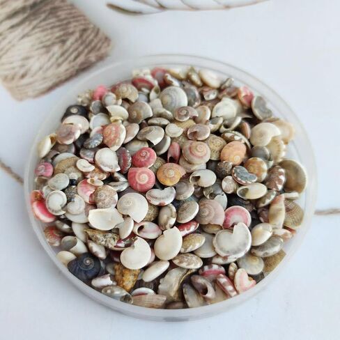 Opexicos 200Pcs Mini Spiral Seashell for Glass Bottle Beach Shell DIY Handmade Crafts Home Decoration Accessories 5-10 mm in Kuwait