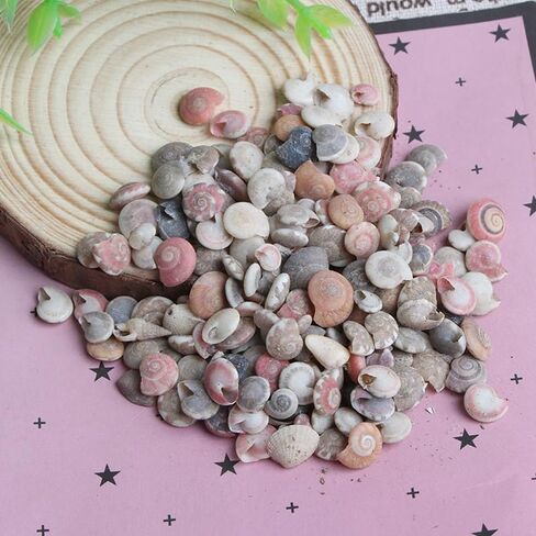 Opexicos 200Pcs Mini Spiral Seashell for Glass Bottle Beach Shell DIY Handmade Crafts Home Decoration Accessories 5-10 mm in Kuwait