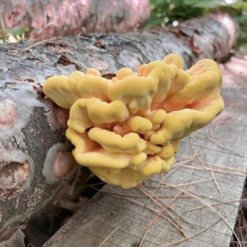 North Spore Chicken of the Woods Mushroom Log Kit, Outdoor DIY Mushroom Kit, Easy & Fun Wellness Hobby, Includes 100 Count Mushroom Plugs for Logs, Made in USA, Culinary Mushrooms, Medicinal Mushrooms in Saudi Arabia