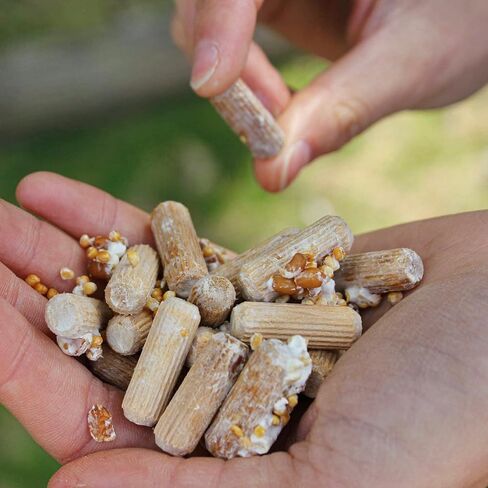 North Spore Chicken of the Woods Mushroom Log Kit, Outdoor DIY Mushroom Kit, Easy & Fun Wellness Hobby, Includes 100 Count Mushroom Plugs for Logs, Made in USA, Culinary Mushrooms, Medicinal Mushrooms in Saudi Arabia
