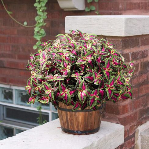 Artificial Plants Outdoor, 5 Bundles Faux Coleus Plants UV Resistant Fake Silk Greenery Leaves with Stems for Outside Front Porch Patio Garden Planter Decoration (Red) in Saudi Arabia
