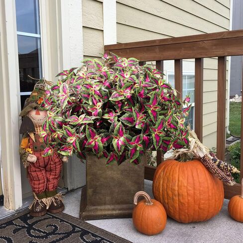Artificial Plants Outdoor, 5 Bundles Faux Coleus Plants UV Resistant Fake Silk Greenery Leaves with Stems for Outside Front Porch Patio Garden Planter Decoration (Red) in Saudi Arabia