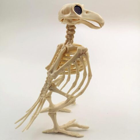 GK-O Halloween Bird Crow Raven الهيكل العظمي عظام الحيوانات الرعب الدعائم ديكور الحفلات in Kuwait
