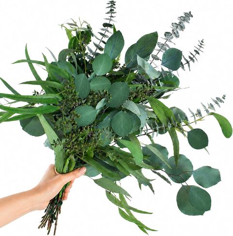 16PCS Real Dried Eucalyptus Stems, Mixed Silver Dollar & Seeded Eucalyptus Leaves, Preserved Natural Greenery for Vase, Wedding Bouquet, Floral Arrangement, Home Decor in Saudi Arabia