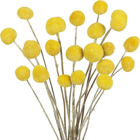 20PCS Natural Dried Flowers Craspedia Billy Balls Flowers Billy Buttons Floral Bouquet Flower Autumn Dried Flower Bouquet Wedding and Home Decor DIY Yellow in Saudi Arabia