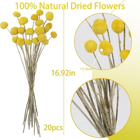 20PCS Natural Dried Flowers Craspedia Billy Balls Flowers Billy Buttons Floral Bouquet Flower Autumn Dried Flower Bouquet Wedding and Home Decor DIY Yellow in Saudi Arabia
