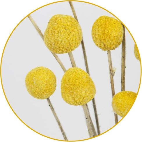 20PCS Natural Dried Flowers Craspedia Billy Balls Flowers Billy Buttons Floral Bouquet Flower Autumn Dried Flower Bouquet Wedding and Home Decor DIY Yellow in Saudi Arabia