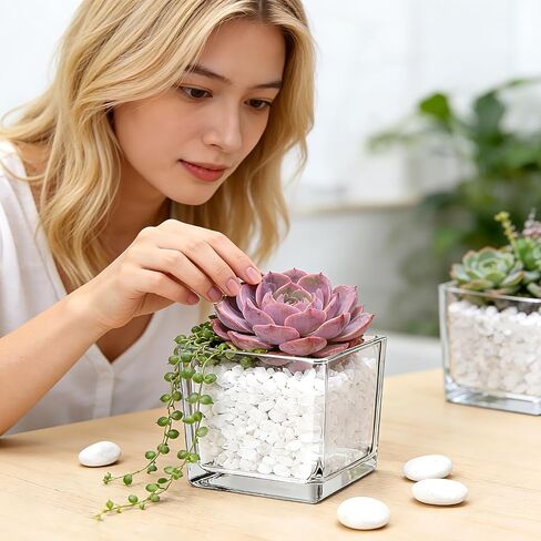 6 Pack Square Glass Vase 4" x 4" x 4", Clear Cube Vases for Centerpieces, Thickened Glass Flower Vases, Plant Terrarium, Floating Candle Holder for Wedding Party, Office/Home Decor, Events in Saudi Arabia