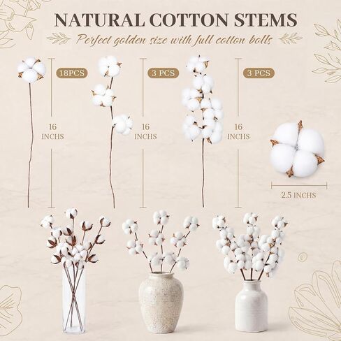 Suncalla 24 Pcs Natural Cotton Stems with 45 Bolls, 16" Clean Dried Cotton Branches 3 Form Assortment, Airy Farmhouse Decor Floral Arrangement Vase Filler for Summer Home Wedding Countertop in Kuwait