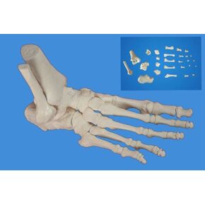 Wellden Medical Anatomical Foot Skeleton Model,disarticulated and Assembled by Magnets, Life Size