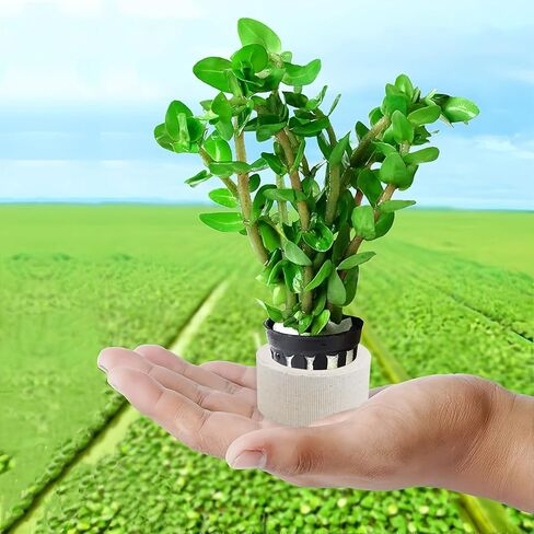 YOLUFER Aquatic Plants Fixed Set 10pcs Aquarium Plant Weights Pot and 10pcs Planting Cup with 10pcs Fixing Cottons Aquarium Accessories (30) in Saudi Arabia
