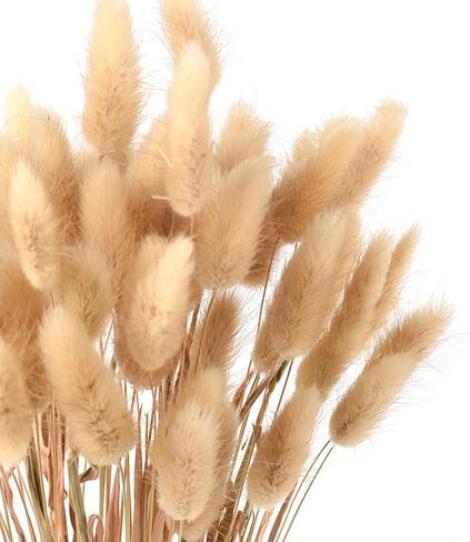 Dried Bunny Tails 60pcs Dried Rabbit Tail Grass 17" Dry Natural Plant for Home, Wedding, Party Decoration in Saudi Arabia