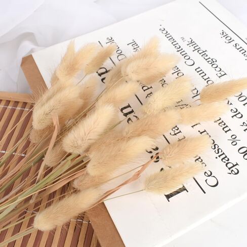 Dried Bunny Tails 60pcs Dried Rabbit Tail Grass 17" Dry Natural Plant for Home, Wedding, Party Decoration in Saudi Arabia