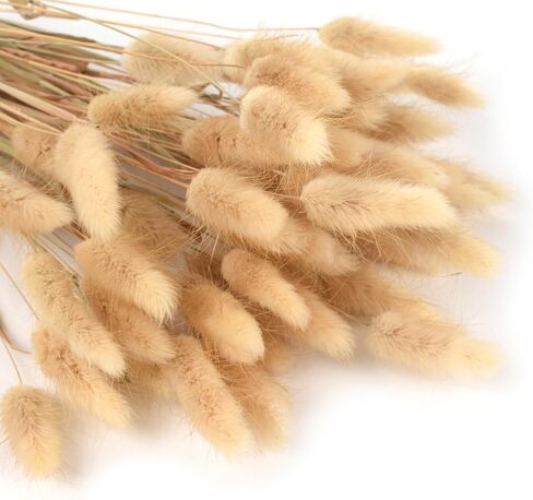 Dried Bunny Tails 60pcs Dried Rabbit Tail Grass 17" Dry Natural Plant for Home, Wedding, Party Decoration in Saudi Arabia