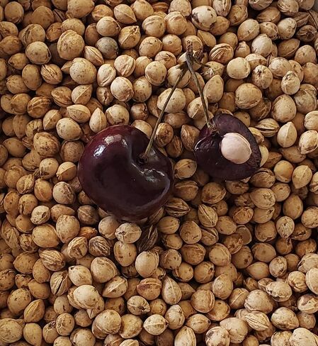Natural Cherry Pits/Stones for Crafts, DIY Microwavable Heating Pads, Garden Projects, Heat Dried, Bulk 1 lb in Saudi Arabia
