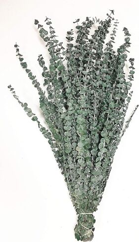 CalCastle Craft California Grown Natural Dried Preserved Eucalyptus Branches Large 30" Tall Bulk 1 LB / 8 OZ (Frosted Green - 8 oz) in Saudi Arabia