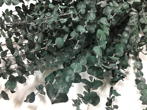CalCastle Craft California Grown Natural Dried Preserved Eucalyptus Branches Large 30" Tall Bulk 1 LB / 8 OZ (Frosted Green - 8 oz) in Saudi Arabia